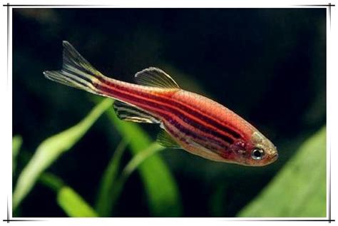 熱帶魚水溫|飼養熱帶魚 新手入門知識 – 寵物百科